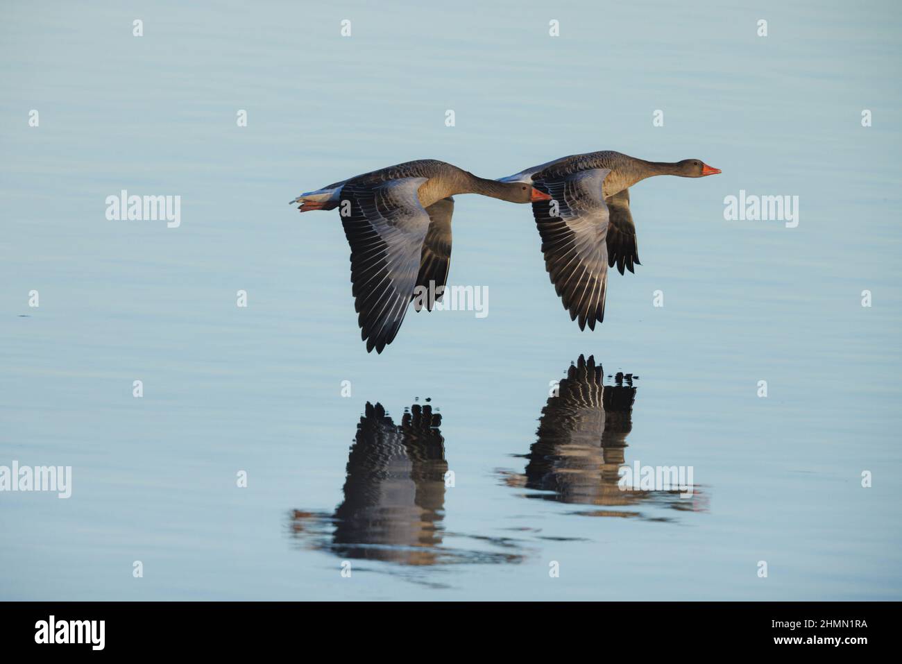 Graugans (Anser anser), zwei Graugänse, die im Morgengrauen über einen See fliegen, Reflexion, Deutschland, Bayern Stockfoto