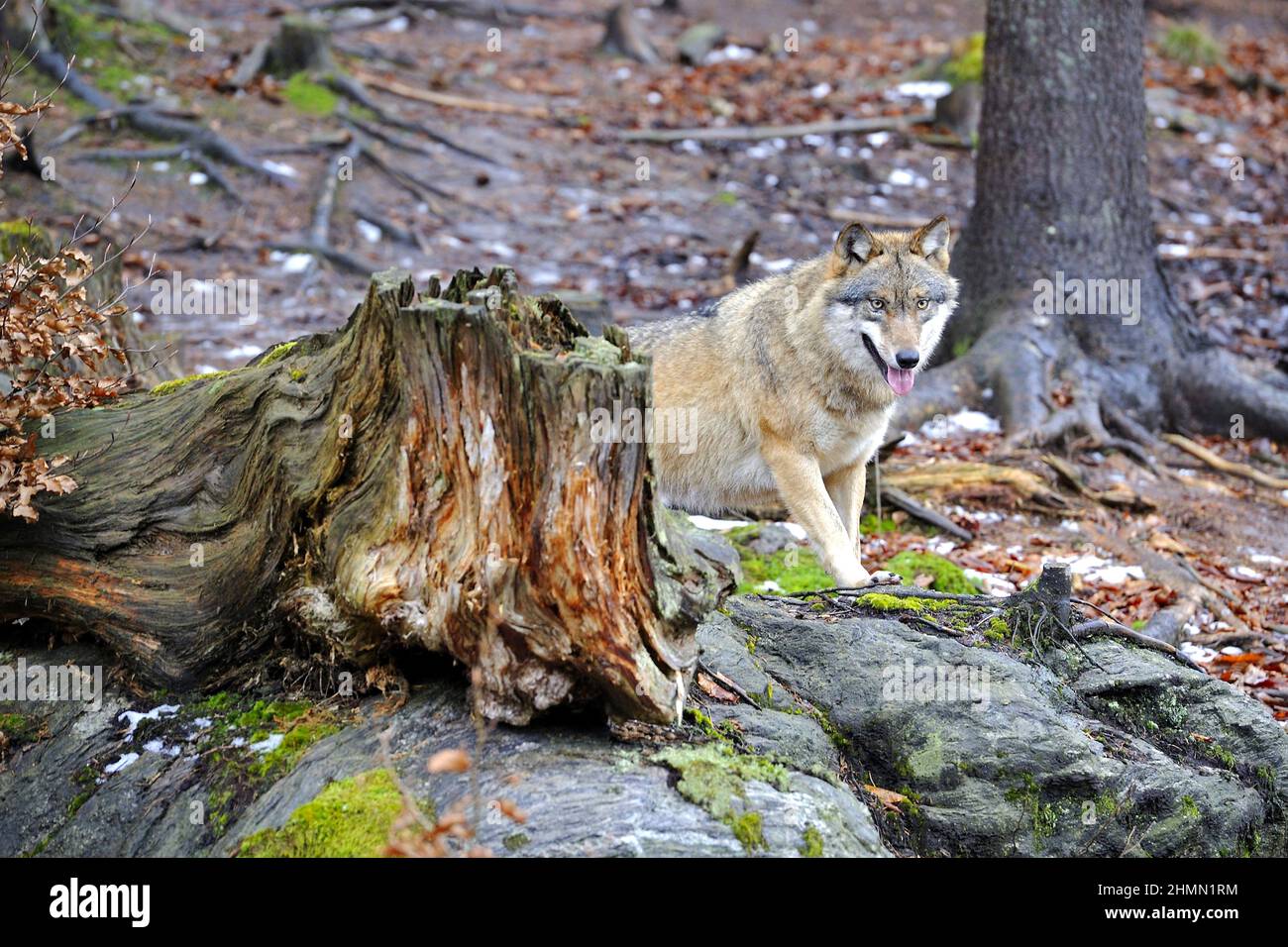 Europäischer grauer Wolf (Canis lupus lupus), der an einer wettergewitterten Baumwurzel steht, Deutschland Stockfoto