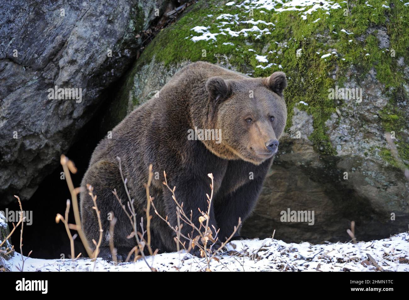 Europäischer Braunbär (Ursus arctos arctos), Bärin vor der Geburtshöhle, Deutschland Stockfoto