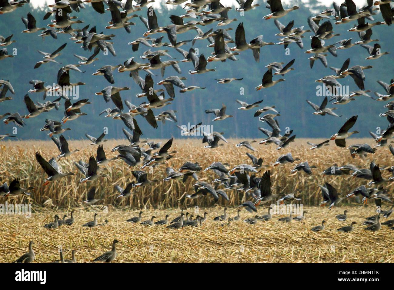 Bohnengans, Taiga Bohnengans (Anser fabalis), Schwarm, der von einem Feld aus in Deutschland hochfliegt Stockfoto