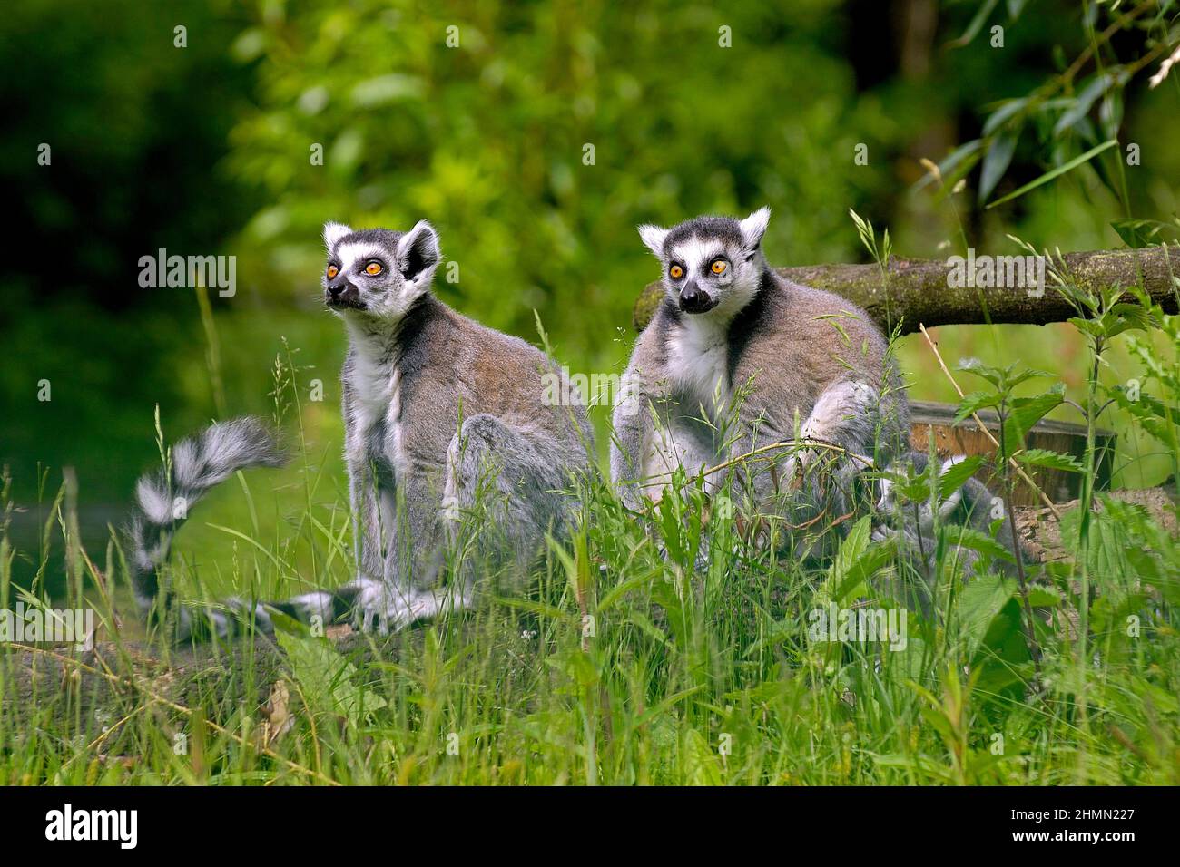 Ringschwanz-Lemur (Lemur catta), zwei Ringschwanz-Lemuren beim Sonnenbaden Stockfoto