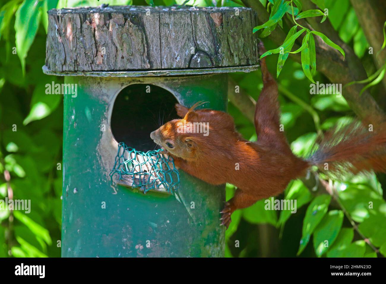 Europäisches rotes Eichhörnchen, eurasisches rotes Eichhörnchen (Sciurus vulgaris), das neugierig in eine Futterstation für Eichhörnchen schaut, Deutschland Stockfoto