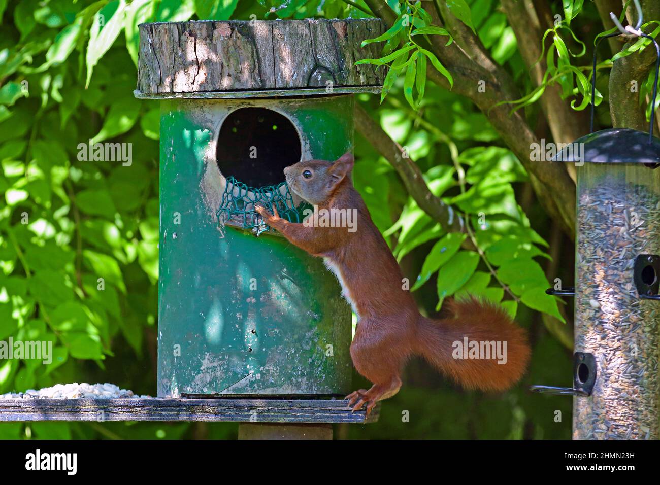 Europäisches rotes Eichhörnchen, eurasisches rotes Eichhörnchen (Sciurus vulgaris), das neugierig in eine Futterstation für Eichhörnchen schaut, Deutschland Stockfoto
