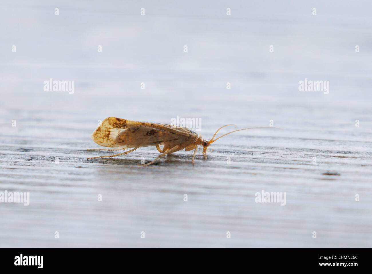 caddis-Fliegen (Trichoptera), auf Totholz, Seitenansicht, Deutschland, Bayern Stockfoto