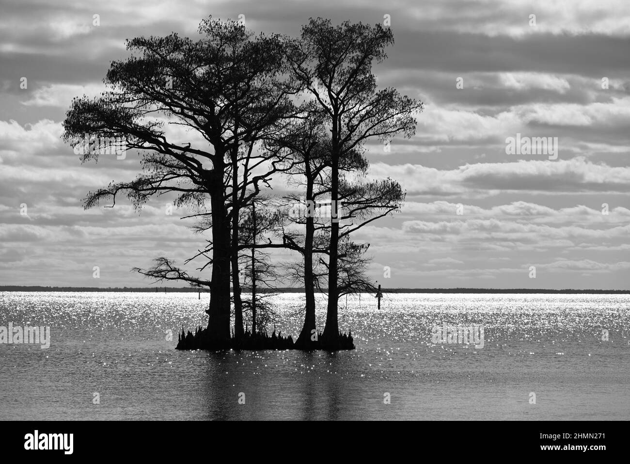 Zypressen, die im Albemarle Sound gegen den Horizont silhouettiert wurden Von North Carolina Stockfoto