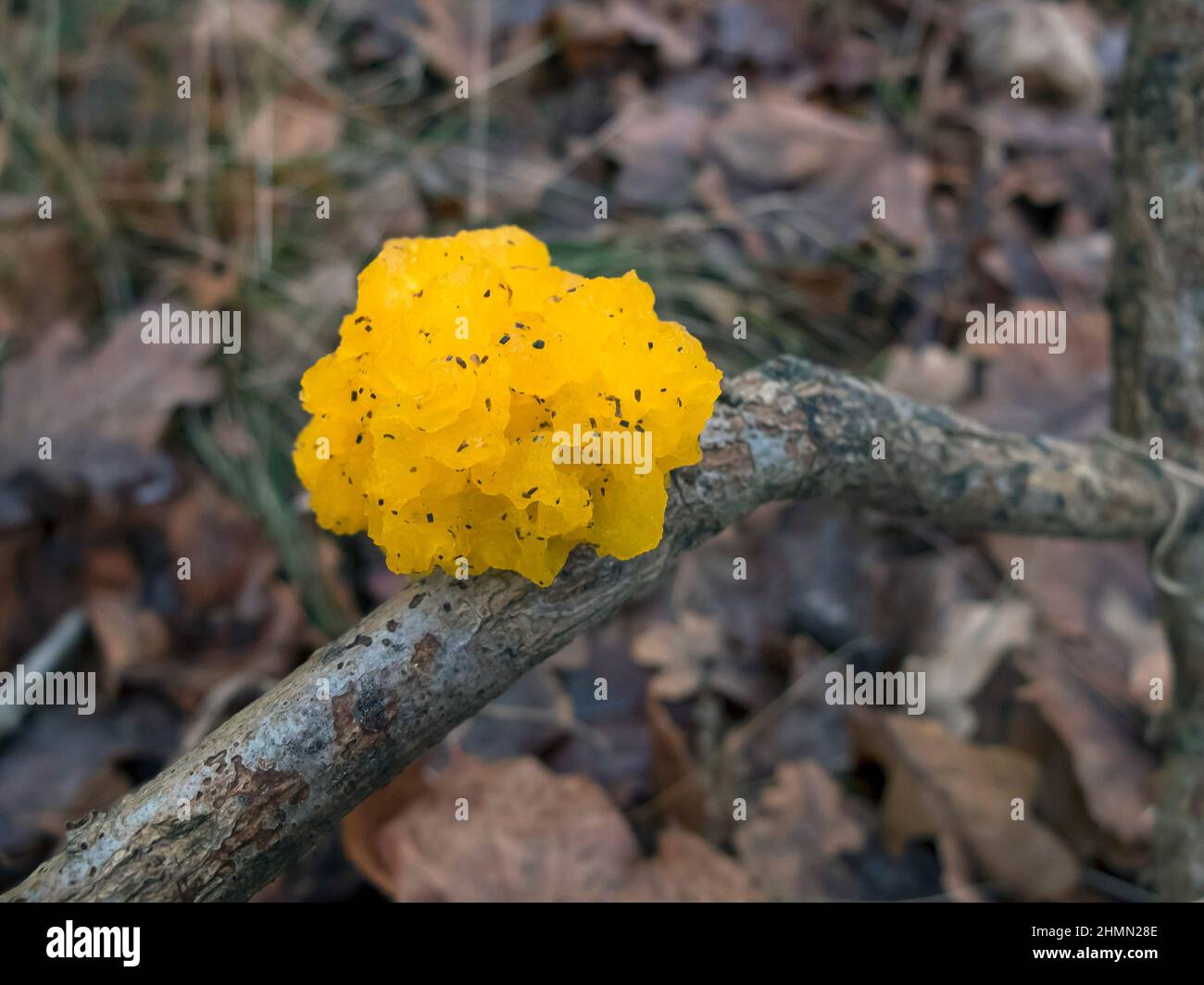 Gelbhirn, Gelbglaspilz, Gelbzitter, Hexenbutter (Tremella mesenterica, Tremella lutescens), Fruchtkörper auf einem Zweig, Deutschland, Stockfoto