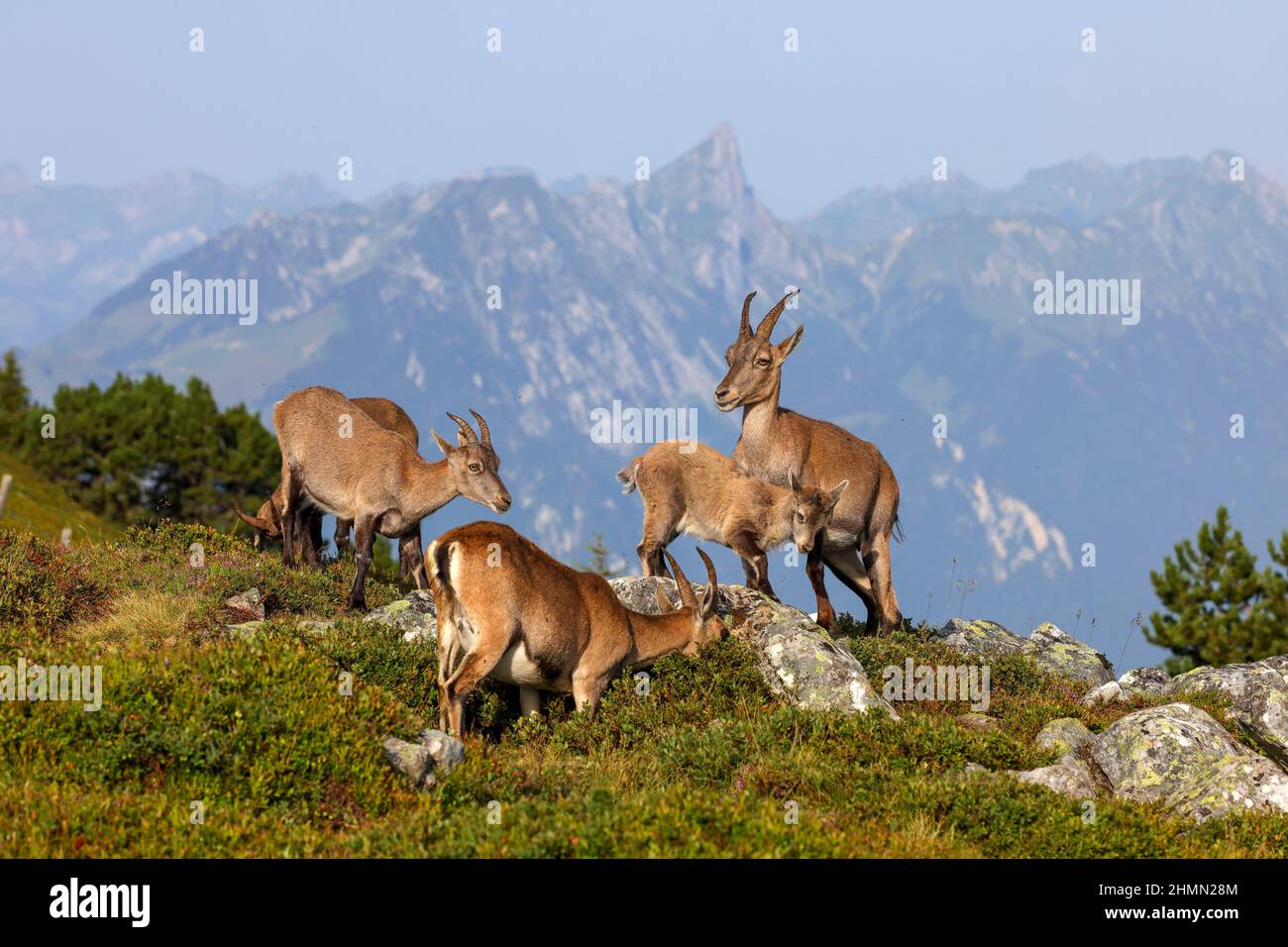 Alpenibex (Capra ibex, Capra ibex ibex), weibliche Alpenibexe mit ihren Feen an einem Hang, Gebirge im Hintergrund, Schweiz, Berner Oberland, Stockfoto