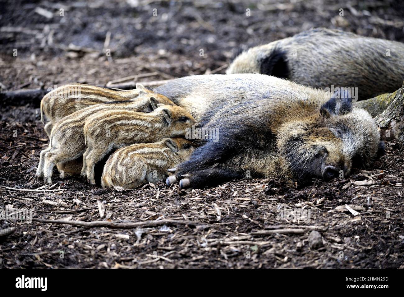 Wildschwein, Schwein, Wildschwein (Sus scrofa), Wildsäe, die ihre Schuhe auf dem Waldboden saugt, Deutschland Stockfoto
