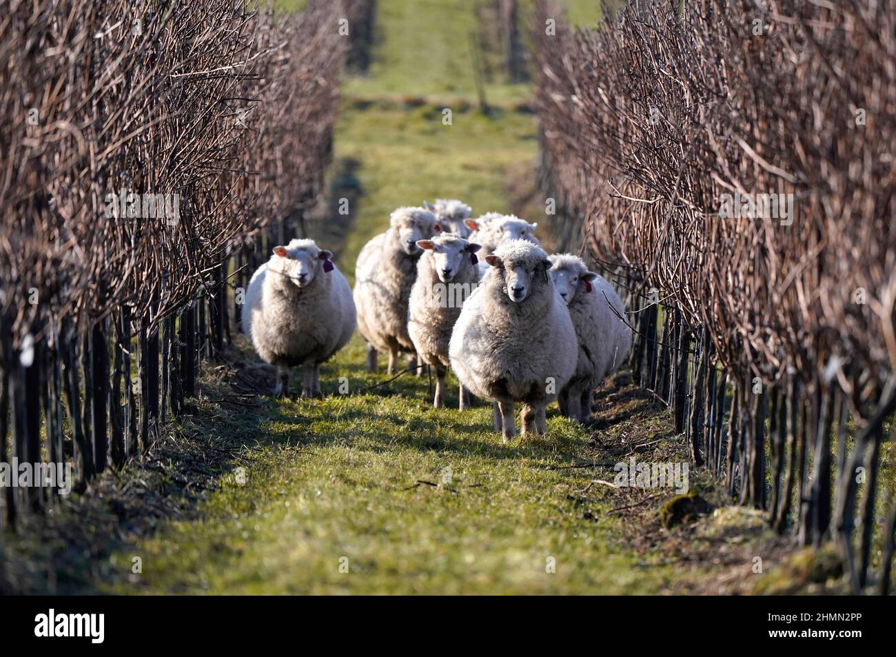 Romney Schafe weiden das Gras um die ruhenden Reben im Nyestwood's Manor Vineyard in West Chiltington in West Sussex. Die Herde eines lokalen Betriebes ist Teil des Nachhaltigkeitsprogramms von Nyegroholz und wird für die Pflege der Weinberge verwendet, um das Gras niedrig zu halten, das Frostrisiko zu verringern, die Grasleeys auf dem Anwesen zu halten und die Kosten für das Mähen zu sparen. Zusammen mit dem Halten des Unkrauts in Schach, unterstützen ihre Kot lokalisierte Mikroflora und Mikrofauna. Bilddatum: Freitag, 11. Februar 2022. Stockfoto