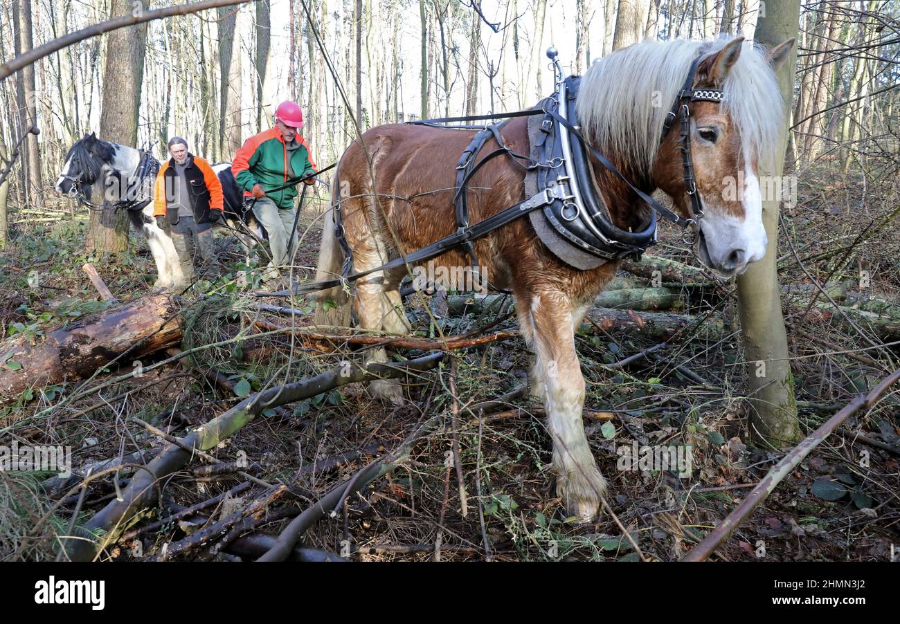 Rostock, Deutschland. 11th. Februar 2022. Marko Jakubzyk (l-r) mit seiner irischen Tinker Finola und Axel Peters mit seinem rheinisch-deutschen Kaltblutwallach Hannes sind auf der städtischen Weide beim Baumabbau. Der Einsatz von Pflugpferden schützt den Waldboden vor unnötiger Verdichtung durch schwere Forstmaschinen. Waldflächen im Landkreis Rostock werden derzeit wie geplant ausgedünnt. Das geerntete Holz wird vollständig auf regionaler Basis verarbeitet. Das Lärchenholz wird beispielsweise für die Bahnhofsbrücke Warnemünde verwendet. Quelle: Bernd Wüstneck/dpa-Zentralbild/dpa/Alamy Live News Stockfoto