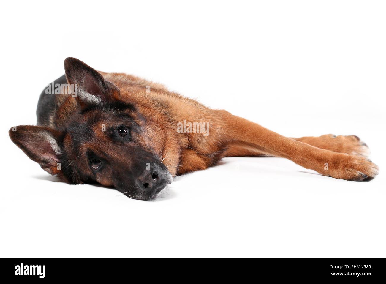 Traurige alte deutsche Schäferhund liegt isoliert auf weißem Hintergrund Stockfoto