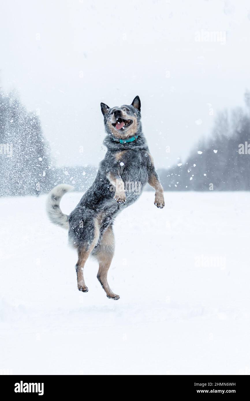 Lustiges aktives Springen und Spielen eines australischen Rinderhundes oder eines blauen Heelers auf Schnee im Winter im Freien Stockfoto