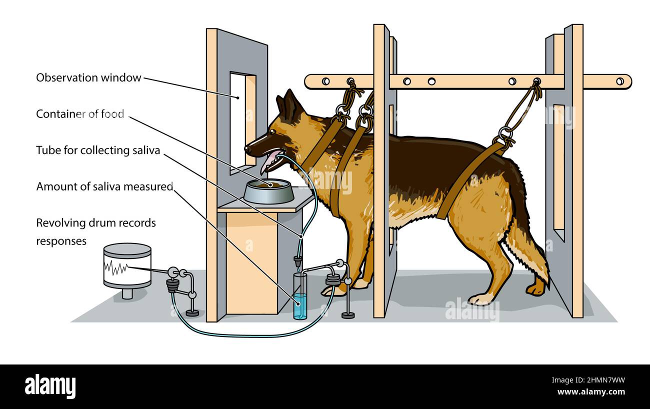 Pavlovs Hundeexperiment Illustration der psychologischen Studie -realistisch, nicht Cartoon-Themen. Diagramm der Hundefütterungsstation mit Messgeräten. Stockfoto