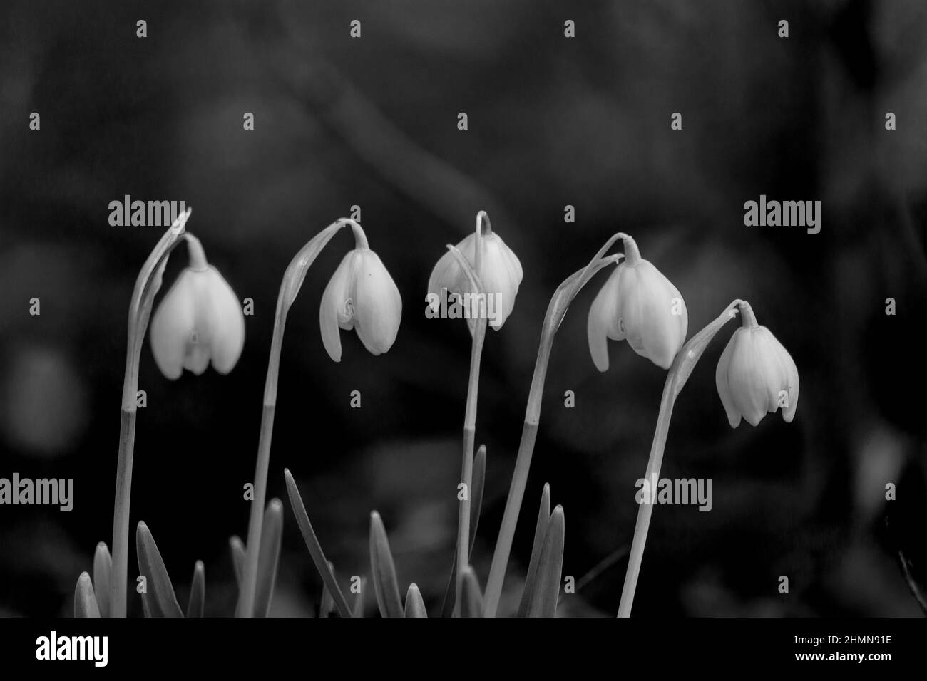 Schnee-Tropfen Stockfoto