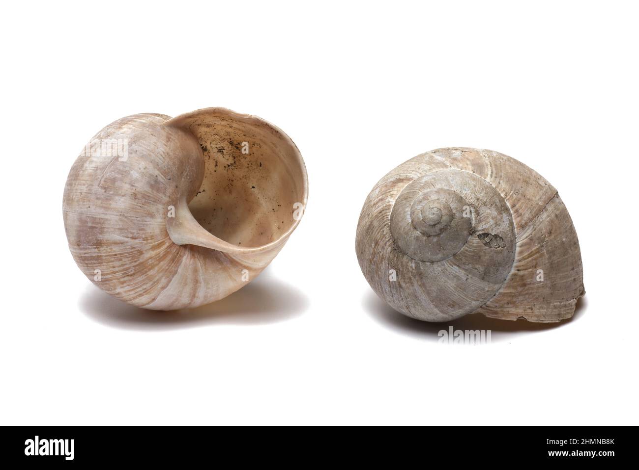 Nahaufnahme von zwei leeren Schneckenschalen, die von verschiedenen Seiten auf weißem Hintergrund gesehen werden Stockfoto