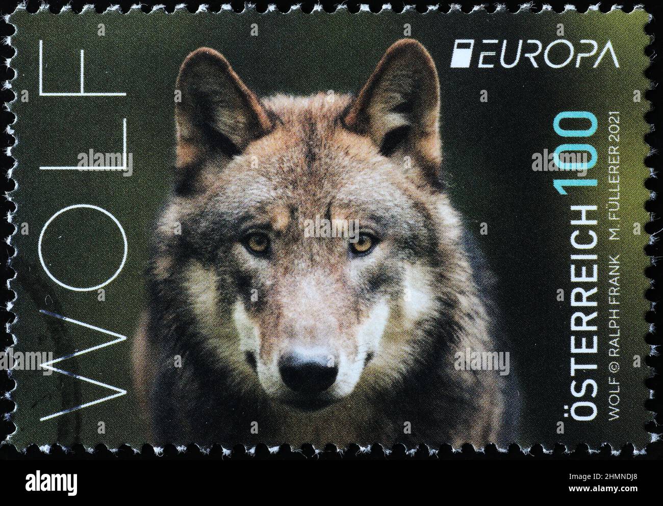 Nahaufnahme des Wolfes, der Sie auf der Briefmarke ansieht Stockfoto