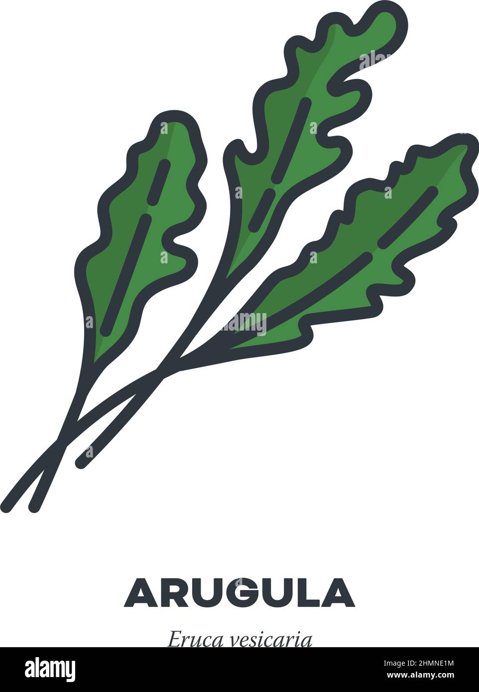 Rucola oder Arugula Blätter Gemüse-Symbol, Umriss mit Farbe füllen Stil Vektor-Illustration Stock Vektor