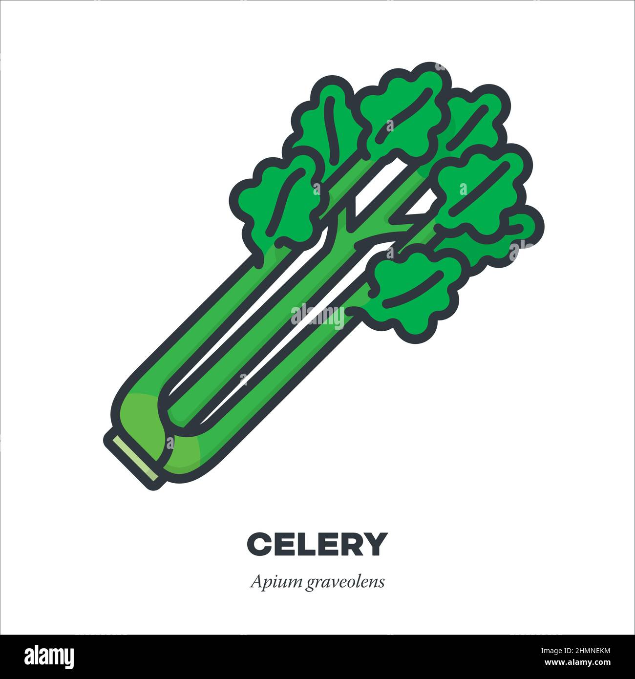 Sellerie Stiele Gemüse-Symbol, Umriss mit Farbe füllen Stil Vektor-Illustration Stock Vektor