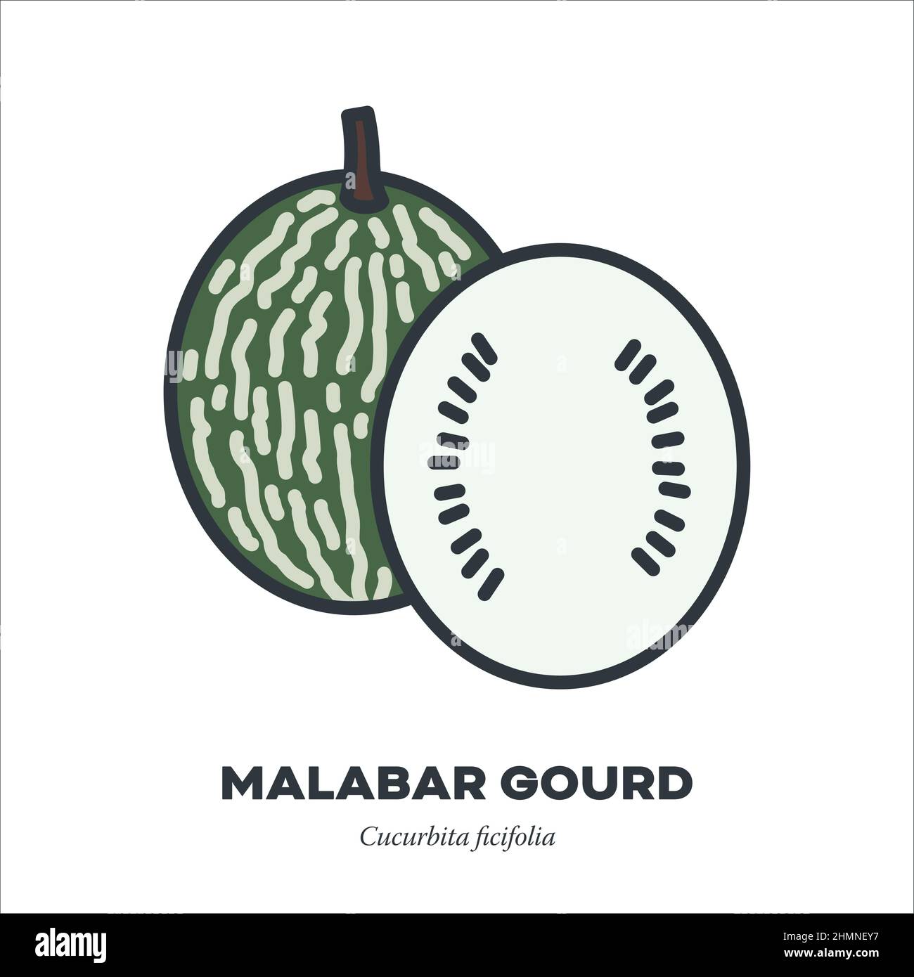 Malabar Kürbis oder Haifischflossen Melone Gemüse-Symbol, Umriss mit Farbe füllen Stil Vektor-Illustration Stock Vektor
