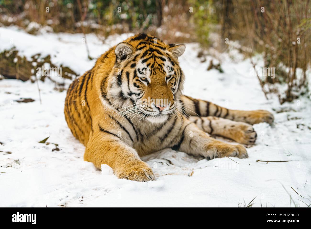 Tiger liegt im Schnee. Schöner wilder sibirischer Tiger auf Schnee Stockfoto