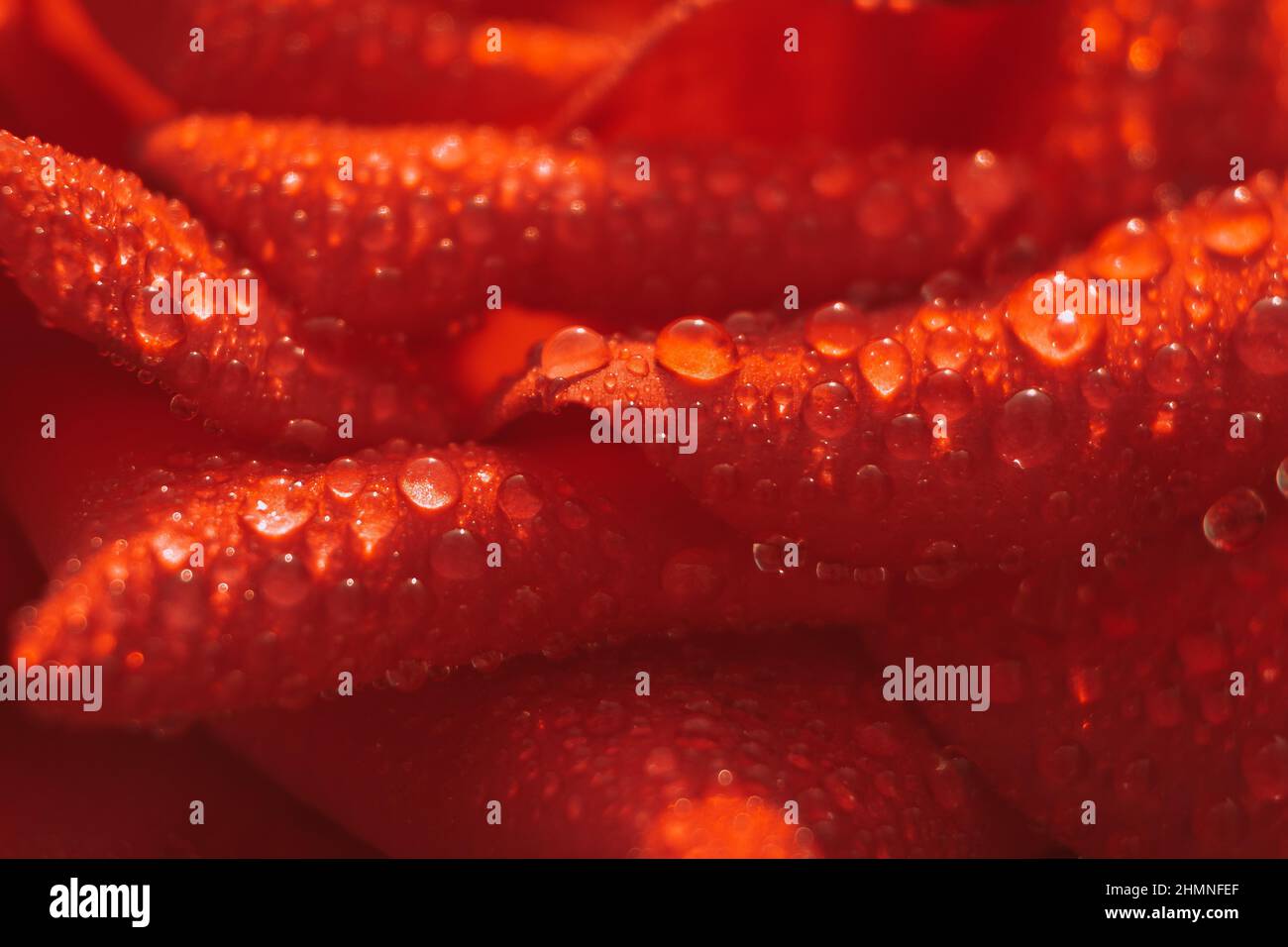 Selektiver Fokus rote Rose. Makroansicht von Blütenblättern. Stockfoto