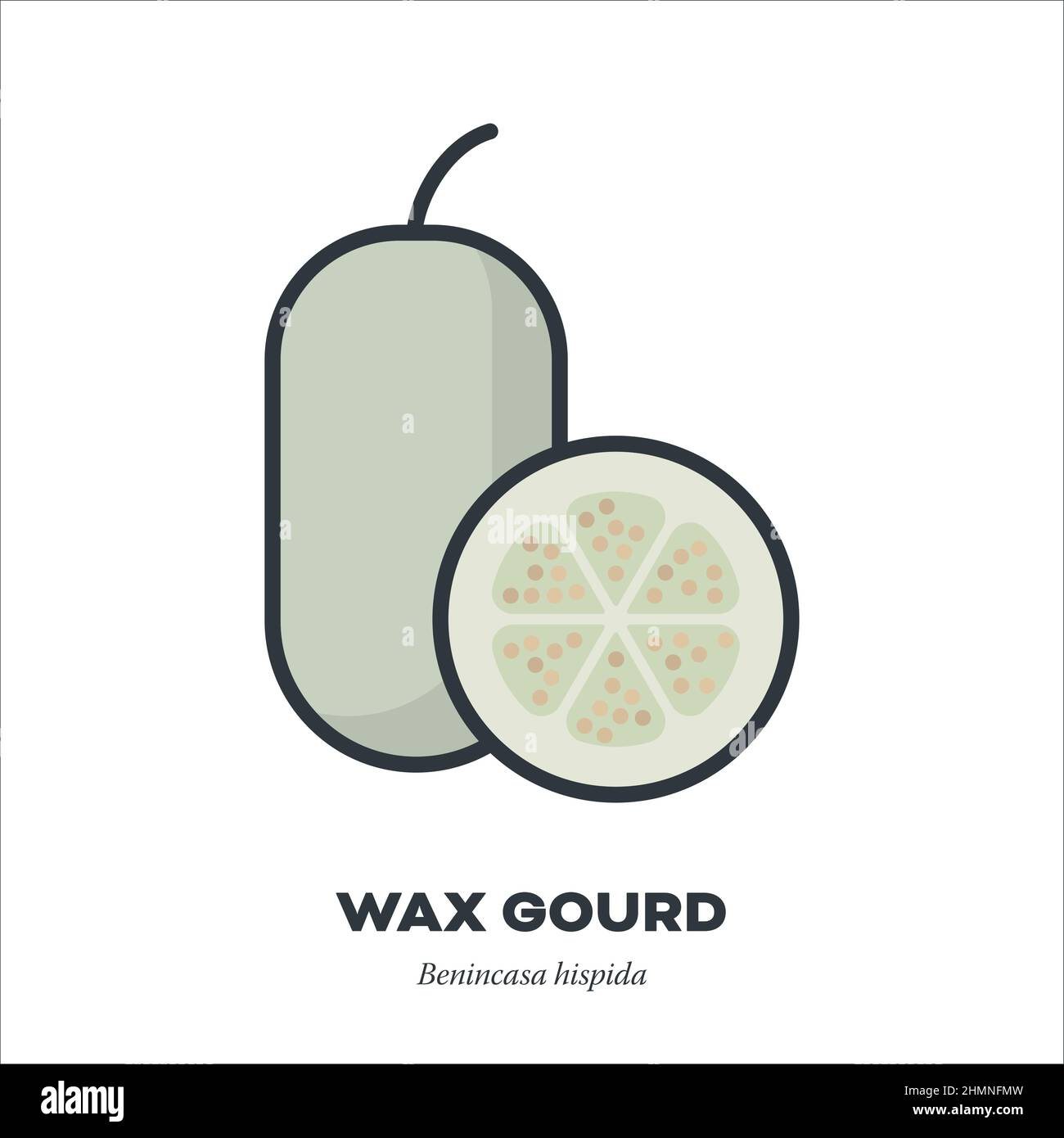 Wachsgourd- oder Wintermelone-Gemüse-Symbol, Umriss mit Vektorgrafik im Farbfüllstil Stock Vektor