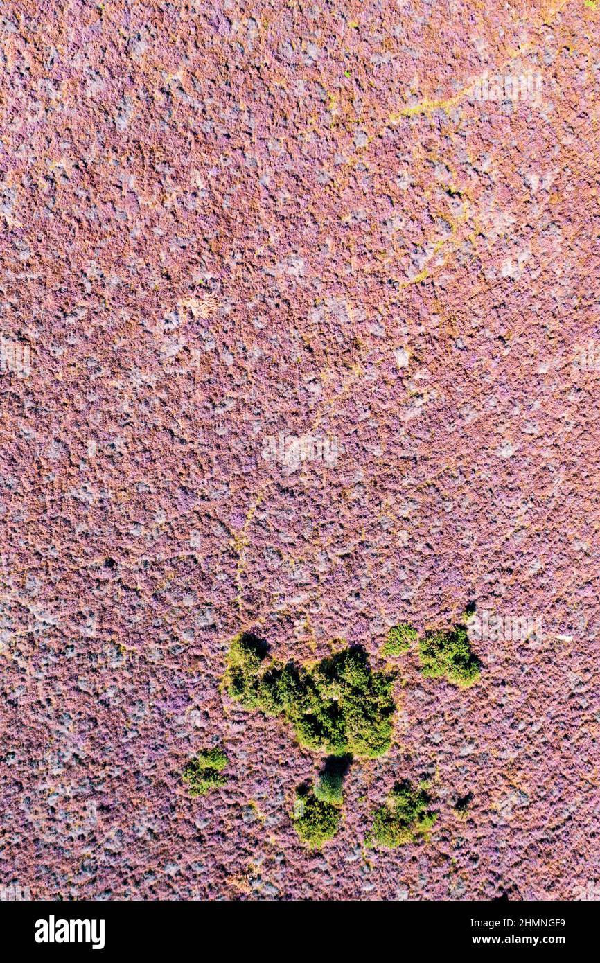 Heather in Bloom, Posbank, Niederlande Stockfoto