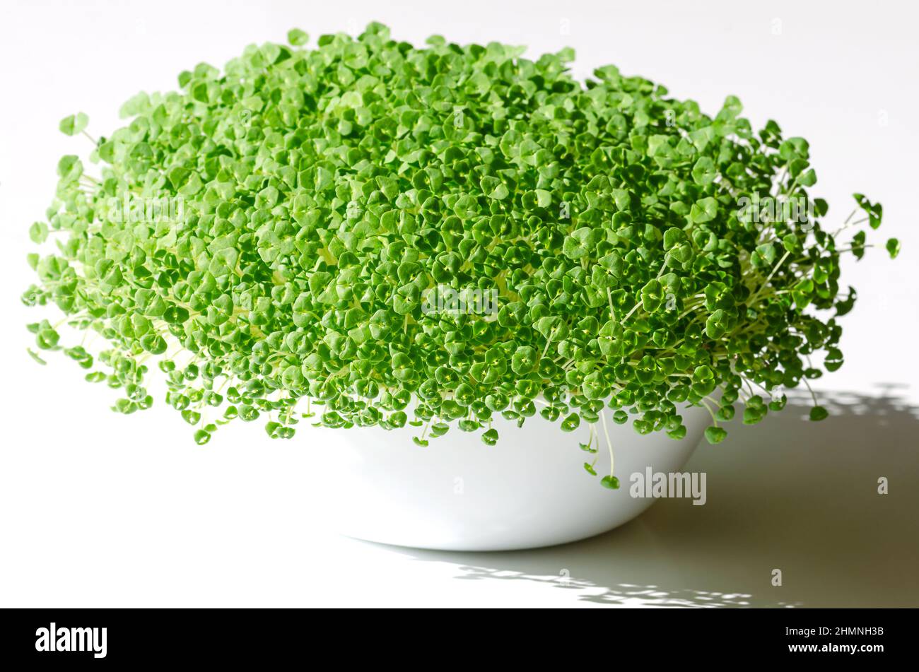 Chia Microgreens, wächst in einer weißen Schale. Setzlinge und grüne Triebe von Salvia hispanica, einer blühenden Pflanze aus der Familie der Minze (Lamiaceae). Stockfoto