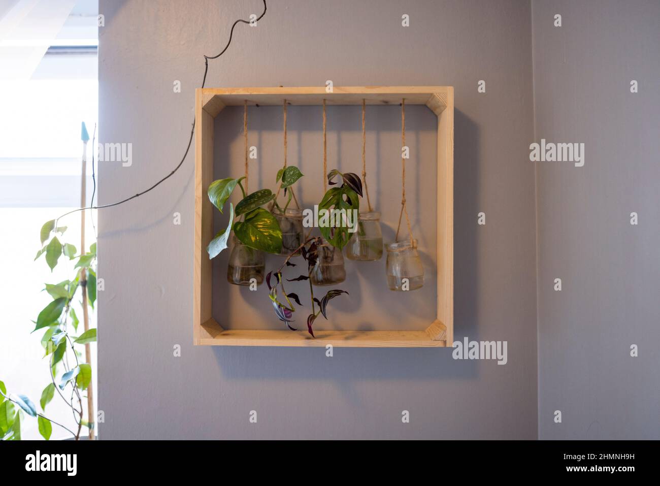 Eine Frontansicht von Hauspflanzen auf einem Holzregal in einem Haus. Stockfoto