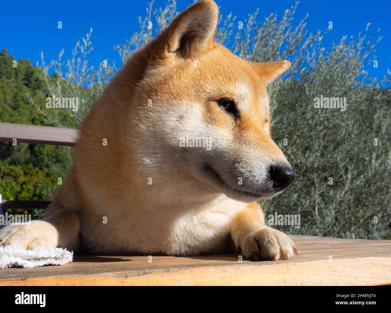 Shiba Inu Welpe sieht aus wie ein kleiner Fuchs Stockfoto