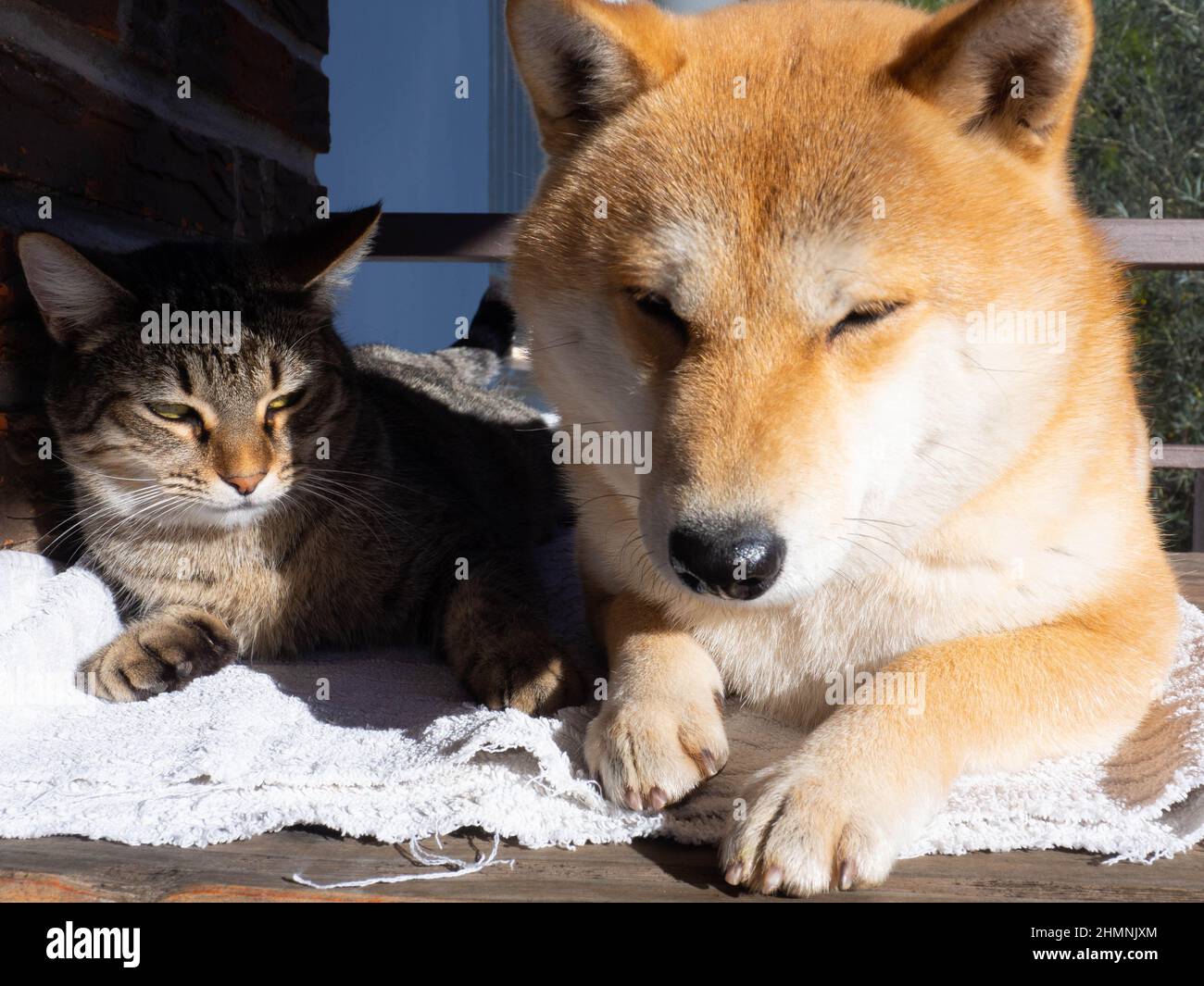 Shiba Inu Welpe und sein Freund gestreiften Kätzchen Stockfoto