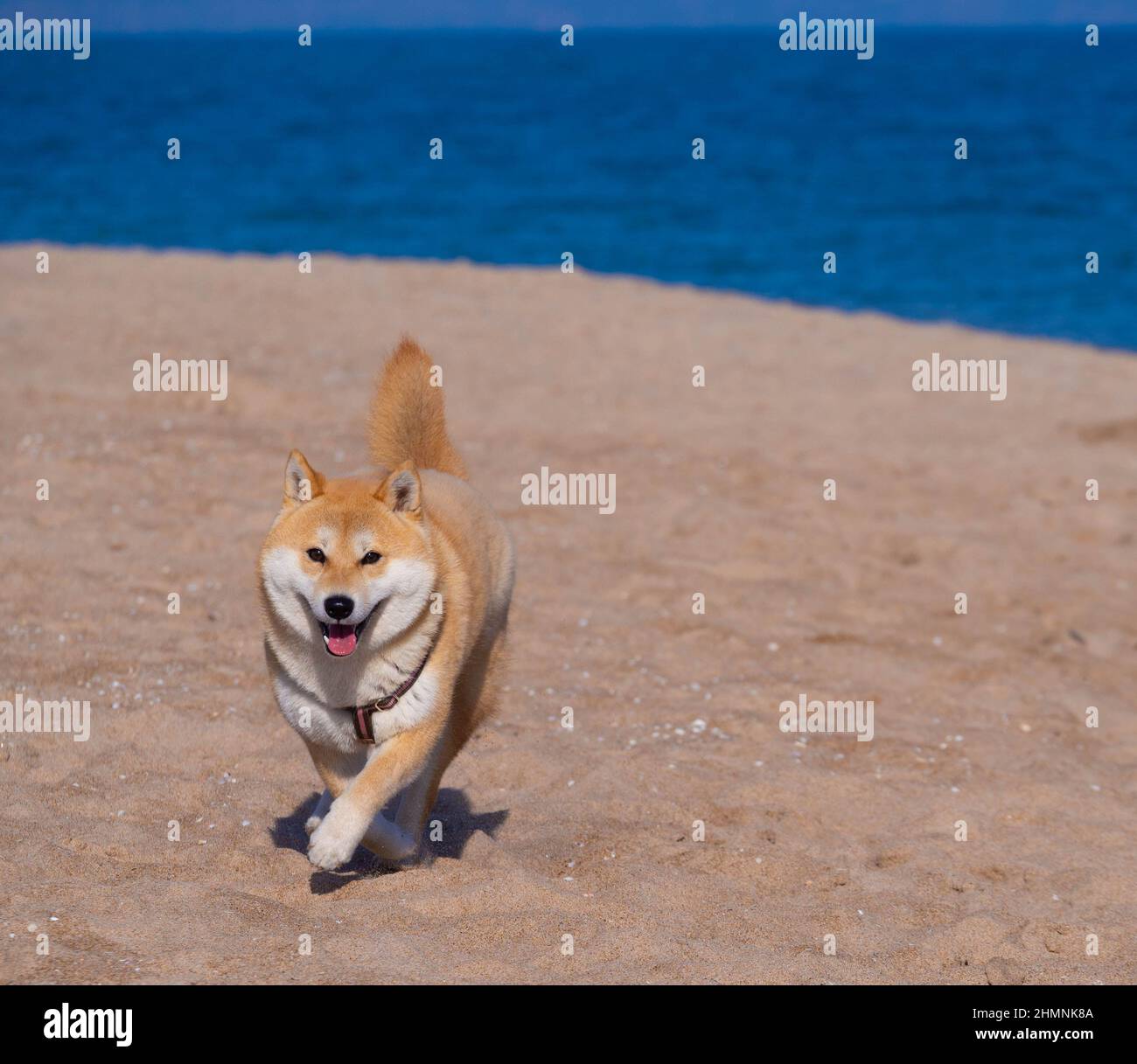 Shiba Inu Welpe sieht aus wie ein kleiner Fuchs Stockfoto