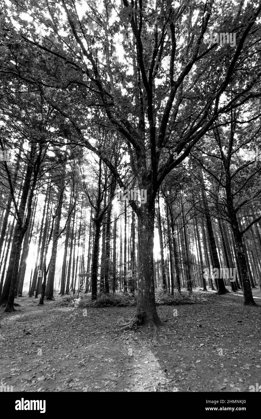 Wald Stockfoto