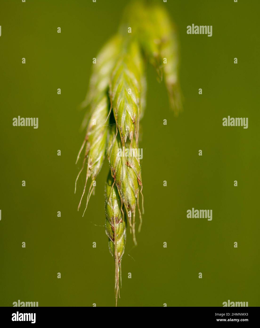 Bromus commutatus Hairy Schach Stockfoto