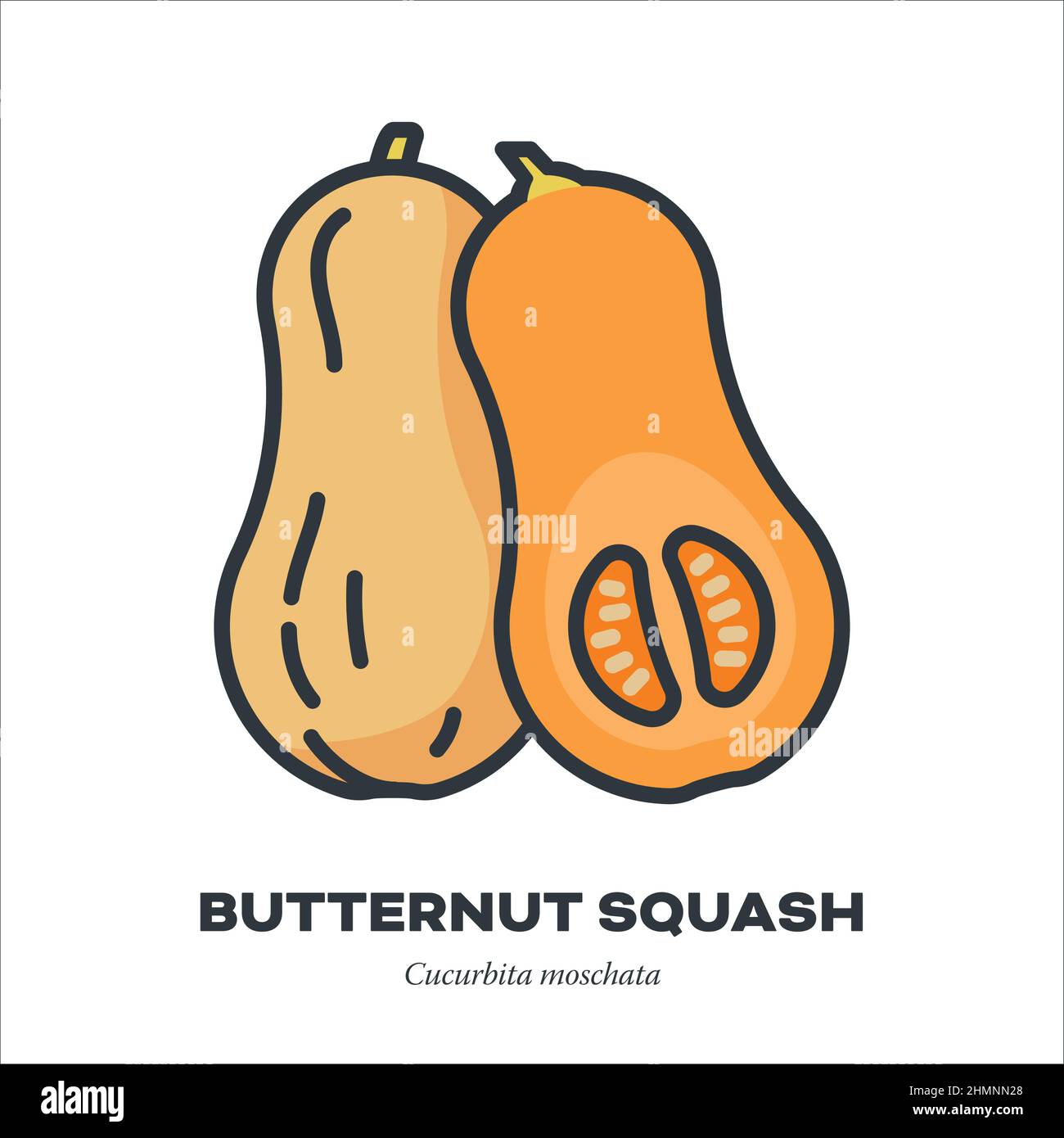 Butternut Kürbis oder Kürbis Gemüse Symbol, Umriss mit Farbe füllen Stil Vektor Illustration Stock Vektor