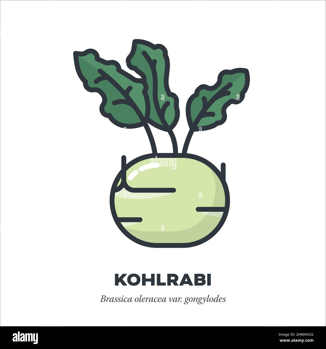 Kohlrabi oder deutsches Rübengemüse-Symbol, Umriss mit Farbfüllstil Vektorgrafik Stock Vektor