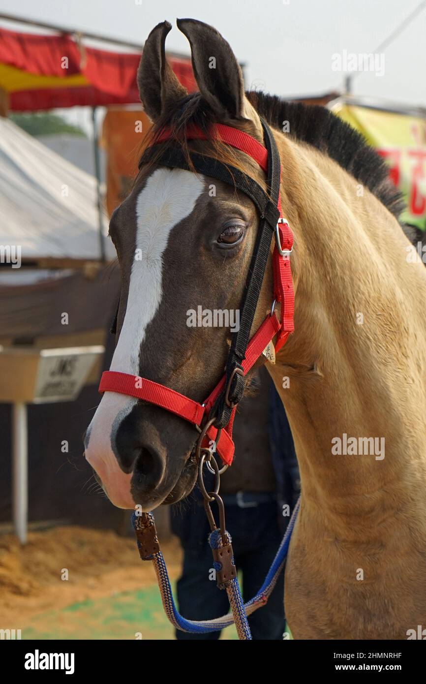 Porträt des Marwari-Pferdes auf der Pushkar Camel Fair in Rajasthan, Indien Stockfoto