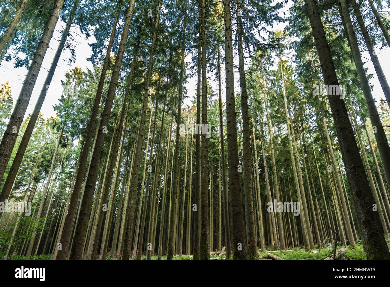 Gruppe von dünnen Bäumen im bayerischen Wald, Mespelbrunn, Deutschland Stockfoto