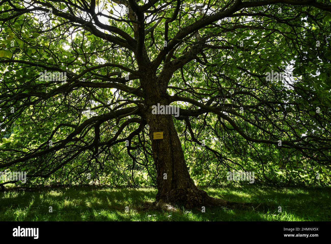 Großer Catalpa-Baum, der im nationalen botanischen Garten Belgiens steht Stockfoto