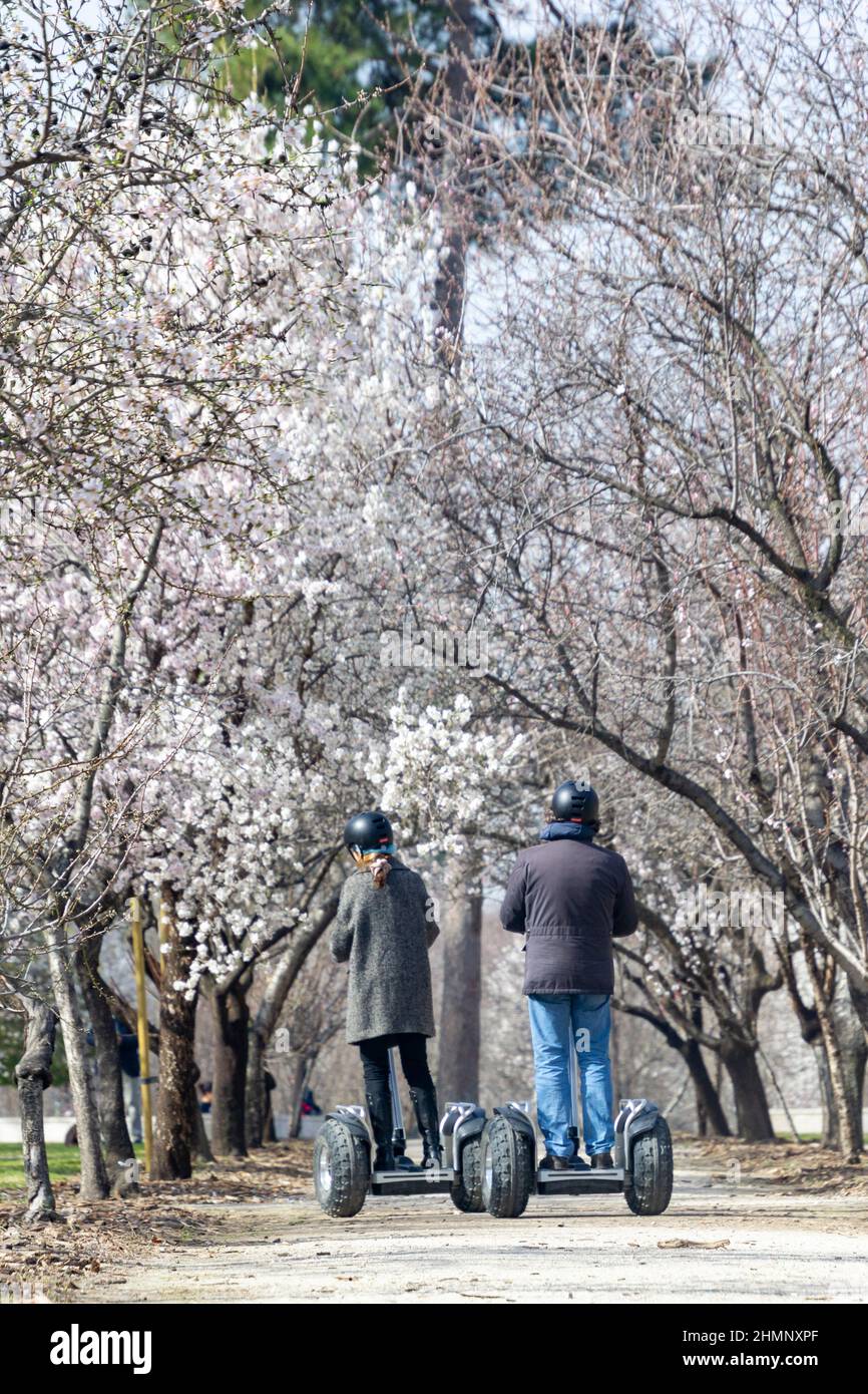 Ein Paar ging eine unbefestigte Straße entlang. An den Seiten ein Mandelbaum mit Ästen voller weißer Blumen im El Retiro Park in Madrid, Spanien. Europa. Stockfoto