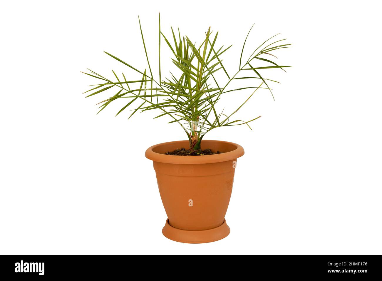 Eine schöne Palme im Topf isoliert auf weißem Hintergrund - wie Pflege für Palmen Konzept - Dattelpalme Phoenix dactylifera Stockfoto
