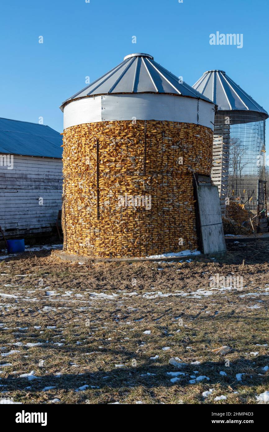 Maiskrippe, Amish Farm, Winter, Indiana, USA, Von James D. Coppinger/Dembinsky Photo Assoc Stockfoto