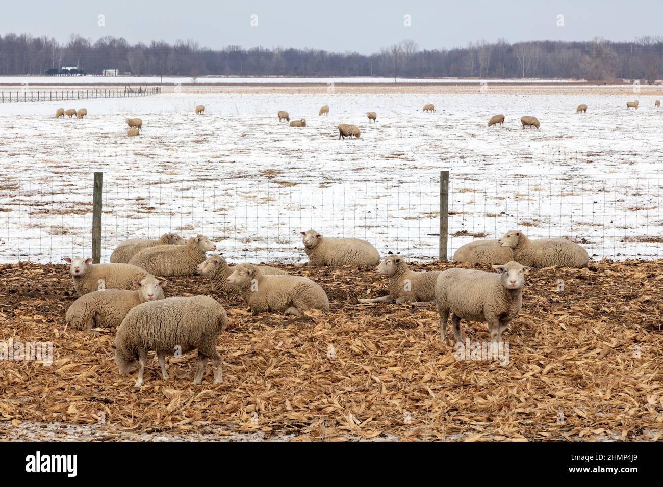 Sheep Farm, Michigan, USA, von James D. Coppinger/Dembinsky Photo Assoc Stockfoto