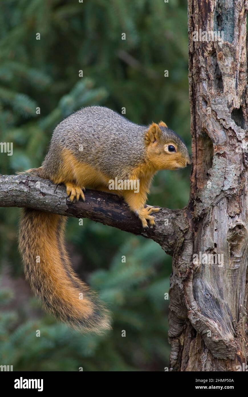 E Fox Squirrel oder Bryants Fox Squirrel (Sciurus niger), E USA, von Skip Moody/Dembinsky Photo Assoc Stockfoto