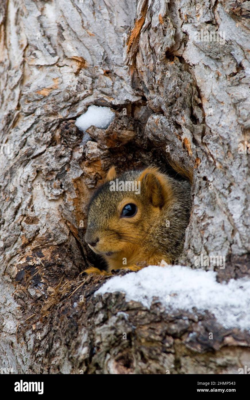 SM04012: Fuchshörnchen in der Höhle im Baum. [Sciurus niger] Ost-USA Stockfoto