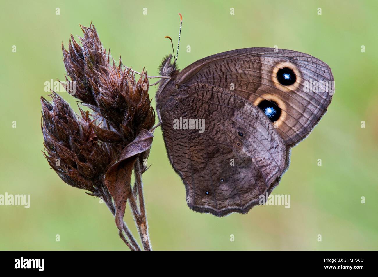 Gewöhnlicher Waldnymphe-Schmetterling (Cercyonis pegala), ruhend, Spätsommer, E USA, von Skip Moody/Dembinsky Photo Assoc Stockfoto