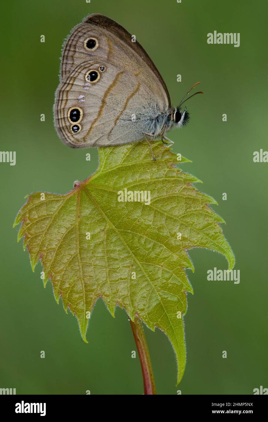 Little Wood Satyr Butterfly (Megisto cymela) thront auf Blatt, E USA, von Skip Moody/Dembinsky Photo Assoc Stockfoto