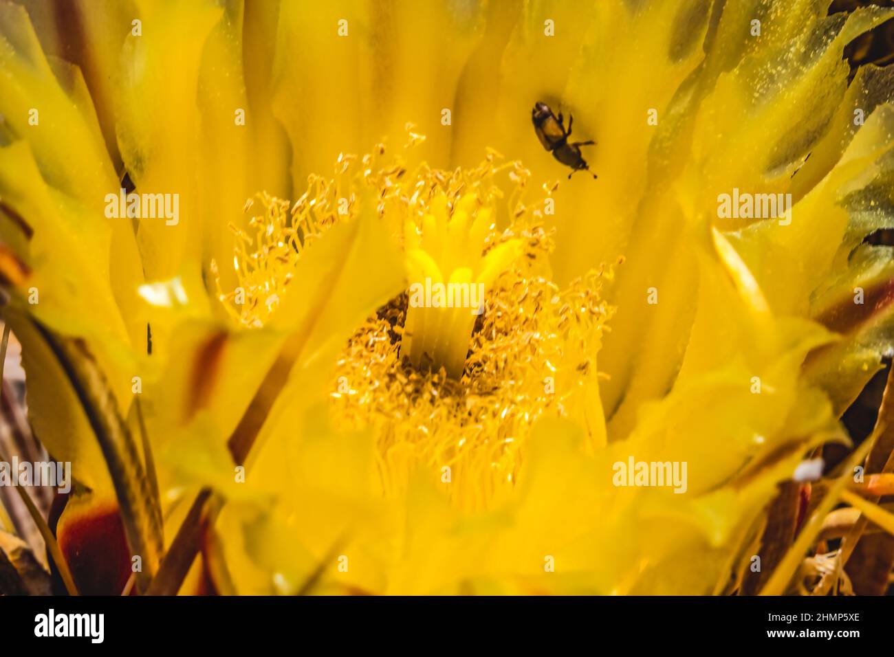 Gelber Blütenkompass Fass Kaktus blühender Makro ferocactus cylindraceus Desert Botanical Garden Phoenix Arizona Stockfoto