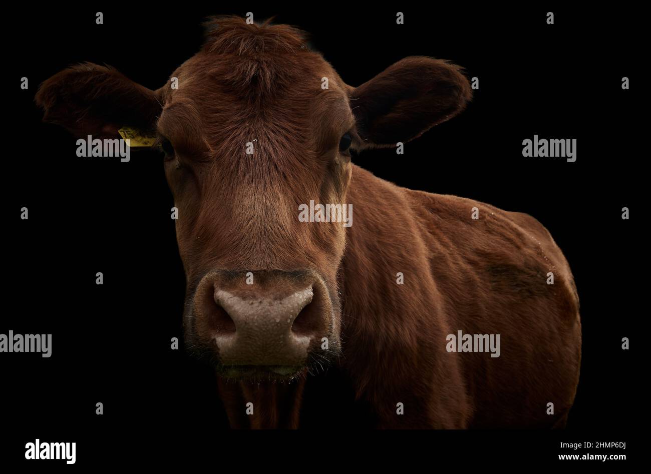 Nahaufnahme einer braunen Kuh, isoliert auf Schwarz Stockfoto