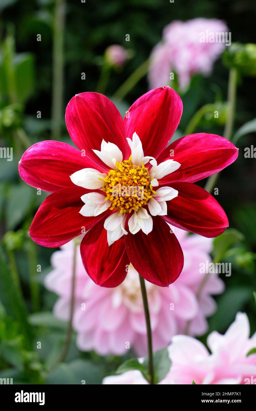 Dalhia „Mary Eveline“-Collarette Dahlia Flower hat manchmal Mary Evelyn geschrieben. VEREINIGTES KÖNIGREICH Stockfoto